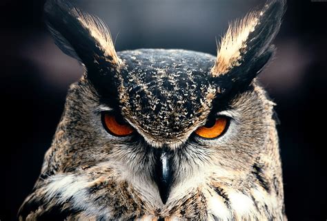 Owl Closeup 4k Hd Birds 4k Wallpapers Images Backgrounds Photos
