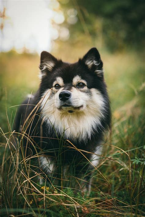 Black And White Finnish Lapphund Standing On Tall Grasses · Free Stock
