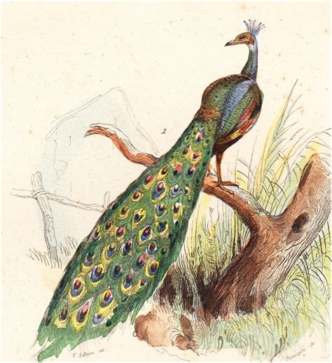 Victorian Peacock Victorian Art Animal Art Art Prints