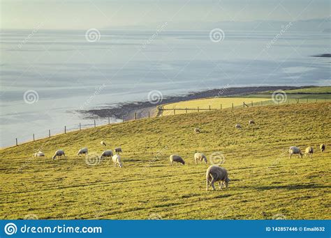 Grazing Sheep On Coastal Hills In Wales Uk Stock Photo Image Of Hill