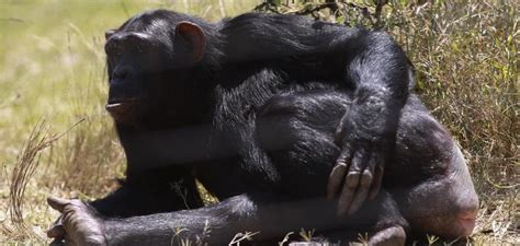 Chimpanzees Recognize Buttocks Like Humans Recognize Faces