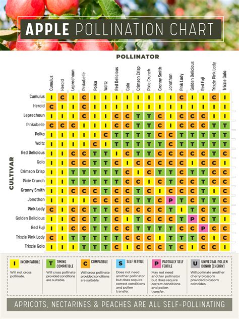 Fruit Tree Pollination Chart