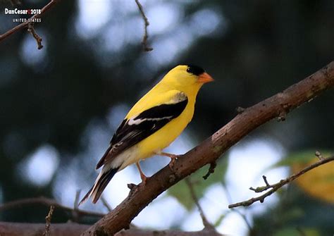 Eastern Goldfinch Aka Wild Canary Carduelis Tristis Flickr