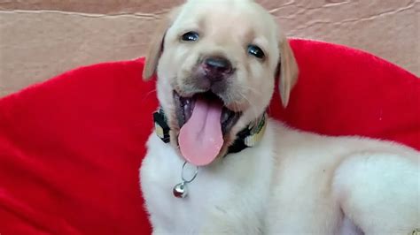Cute Labrador Puppy Wants To Sleep In Ac Labrador Charvi Cute Puppy