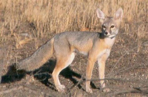 Desert Kit Fox A Threatened Species Socal Wild