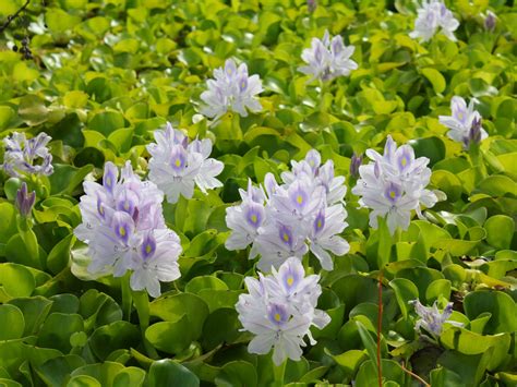 Water hyacinth (Eichhornia crassipes)