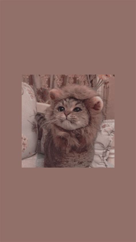 Download 73 Iphone Wallpaper Aesthetic Cat Foto Viral Postsid