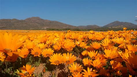 Wildflowers West Coast South Africa Best Flower Site