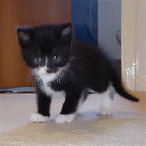 Female Kitten Black And White British Shorthair London