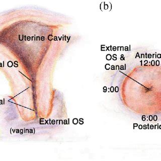 Orthogonal Views Of A D SHG Image Of A Longitudinal Cervical Section Download Scientific