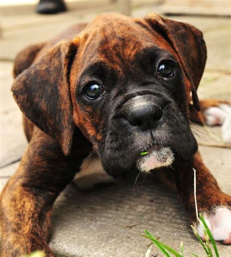 Boxer Dog With Great Puppie Eyes Boxer Dogs Boxer Puppies Dogs