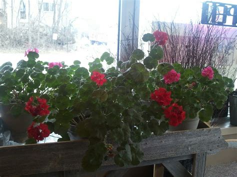 Wolkin and keenom's biography revealed that a club owner kept the guitar as partial compensation after bloomfield cut short a round of appearances. Geraniums that bloom year round. | Geraniums, Simple ...