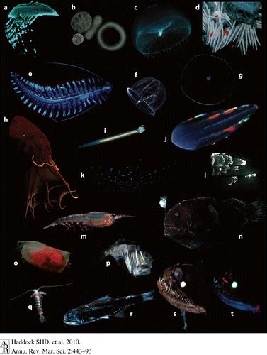 Gallery Of Marine Bioluminescent Organisms Vertebrates And