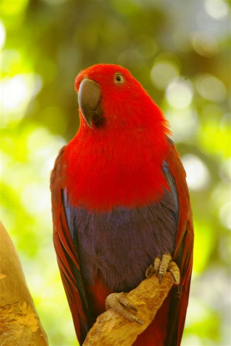 Female Eclectus Parrot Eclectus Roratus Wildlife Habit Flickr