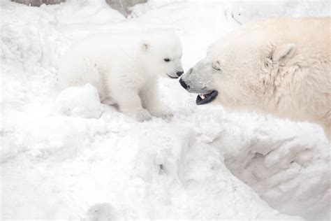 Polar Bear Cub With Mom Stock Image Image Of Wild Nose 180677307