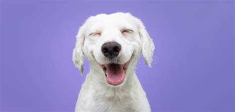 Happy Puppy Dog Smiling On Isolated Yellow Background Stock Photo