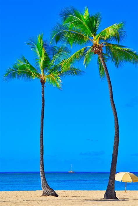 Free Palm Tree Pictures Onlinelabels Clip Art Palm Tree These