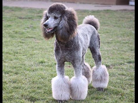 Looking for a standard poodle puppy for sale? PRAIRIELAND STANDARD POODLES - Puppies For Sale