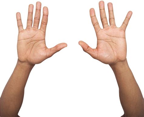 Download Hd Hand Palm Up Png Two Hands Up Png Transparent Png Image
