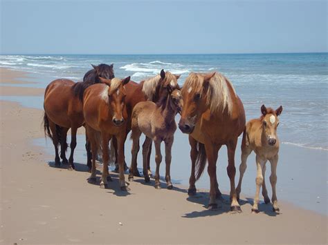 Wild Horses In Outer Banks History