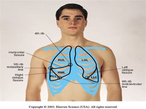 Nurserevieworg Thorax And Lungs