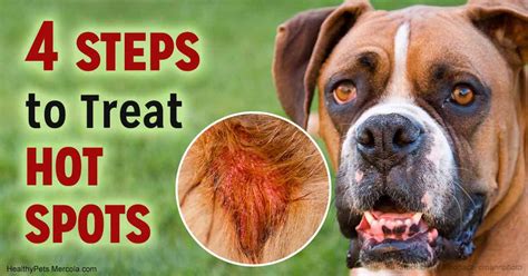 Pictures Of Hot Spots On A Dog The Meta Pictures