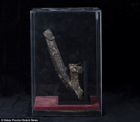 Mummified Penis Rented By Museum For A Year Daily Mail Online