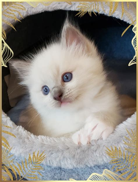 Ragdoll Cats For Sale Snohomish Wa 306036 Petzlover