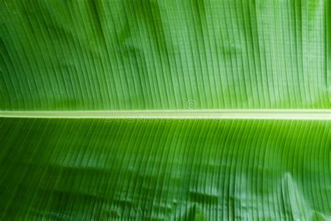 Banana Leaf Texture Background With Rim Light Tropical Pattern Concept