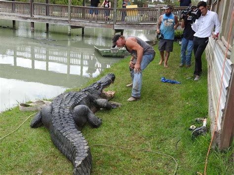 Dayton Gator Could Be Biggest Ever Captured In Texas