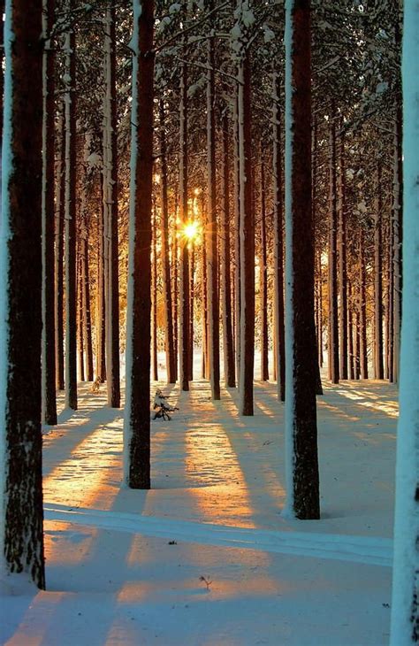 Forest Sunrise 28 Snowy Scenes That Will Make You Want To Take A