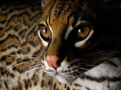 Ocelot San Diego Zoo California Animals Beautiful Endangered