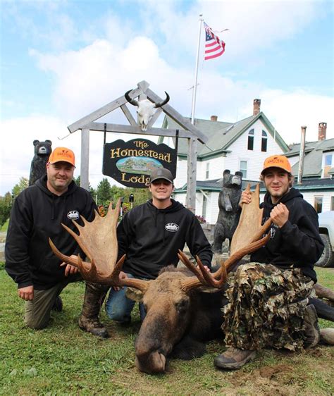 Moose Hunting Outfitter Maine Guided Moose Hunts Homestead Lodge