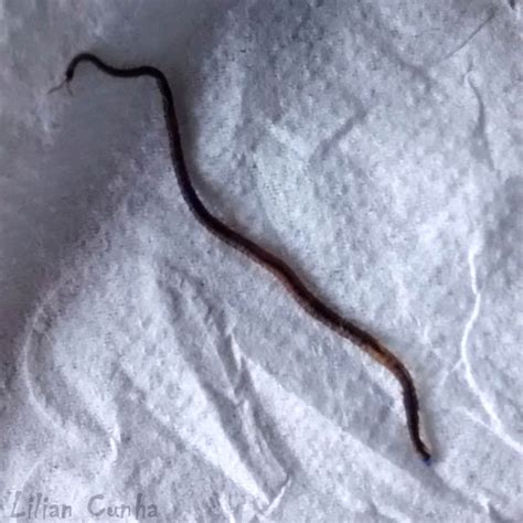 Bicho Preto Que Parece Minhoca