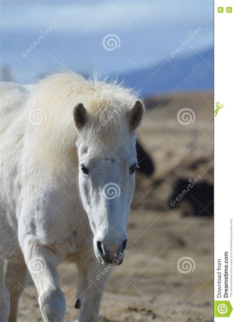 Beautiful White Icelandic Horse In Iceland Stock Image Image Of