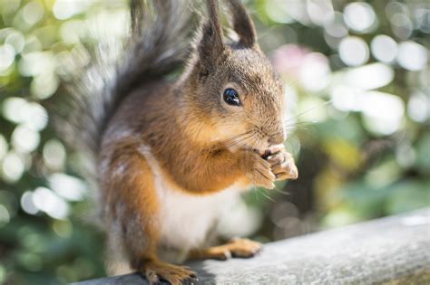 The Complete Guide That Makes Feeding Squirrels Super Simple Shabby