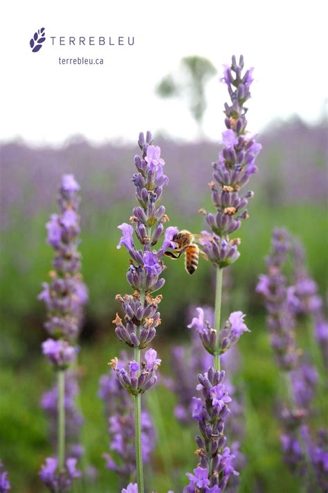 Summer at Terre Bleu Lavender Farm in 2020 | Lavender farm ontario, Lavender farm, Organic lavender