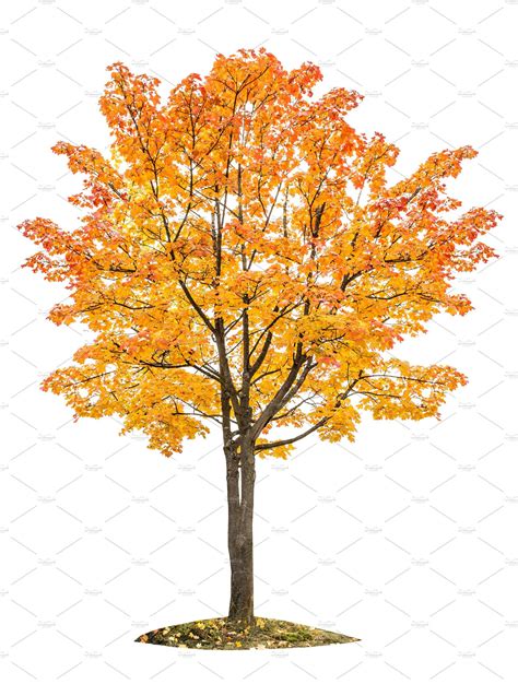 Autumn Maple Tree Isolated On White Maple Tree Autumn Tree