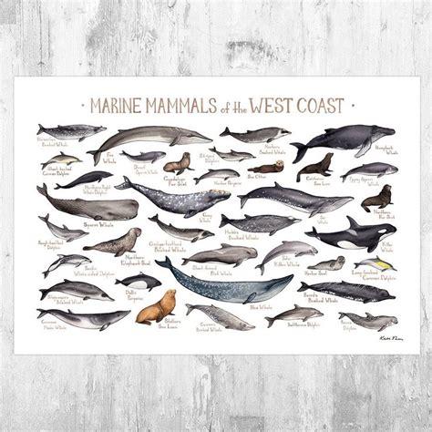 West Coast Marine Mammals Field Guide Art Print California Oregon