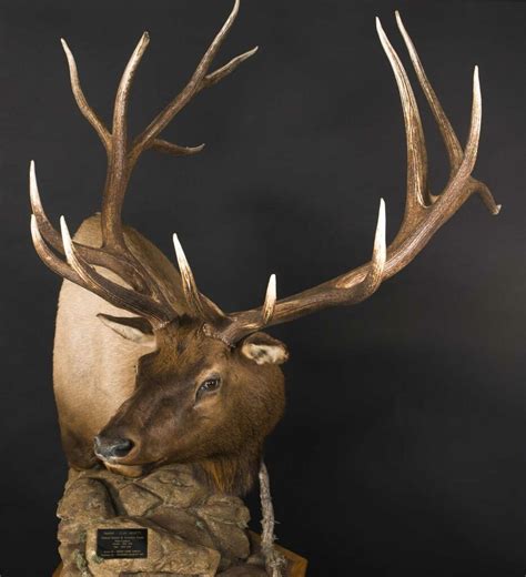 The 10 Biggest World Record Elk Field And Stream