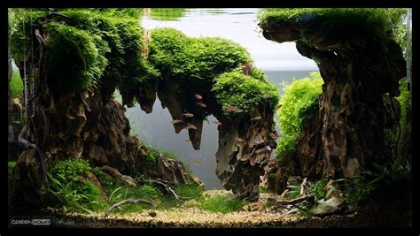 Pin By Justyna Kucharska On Aquarium Ideas In 2020 With Images