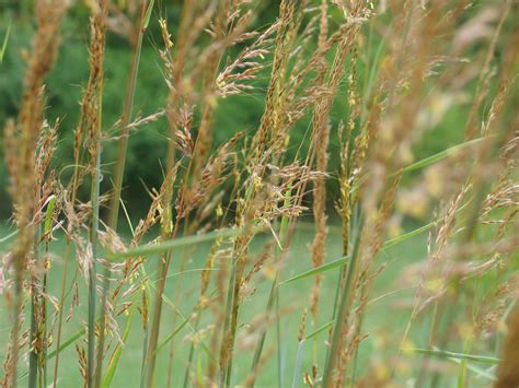 I also planted more buffalo grass earlier by seed, and we will have to wait until next year to see how well it did. Three Iconic Prairie Grasses to Add to Your Landscape - Dyck Arboretum