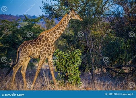 Żyrafa Na Afrykańskiej Sawannie Zdjęcie Stock Obraz złożonej z wysoki sawanna