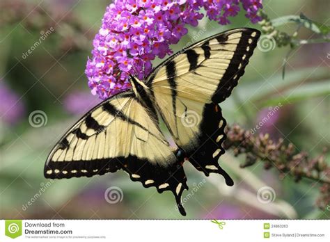 Tigre Swallowtail Glaucas Del Papilio Imagen De Archivo Imagen De