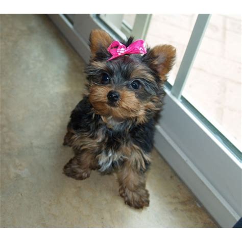collection 101 pictures pictures of cute yorkie puppies excellent 10 2023