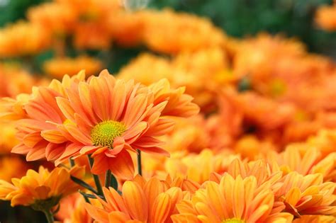 7 Vibrant Plants With Orange Flowers Uk