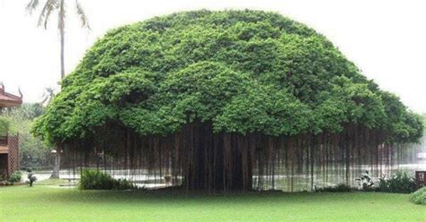 25 contoh gambar sketsa pohon terlengkap gambar mania gambar sketsa pohon pohon adalah salah satu obek menggambar yang sangat mudah dan simple sebab pohon tidak mempunyai detail. 10 Jenis Pohon Peneduh yang Rindang dan Bikin Adem