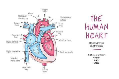 Human Heart Anatomy Custom Designed Illustrations Creative Market
