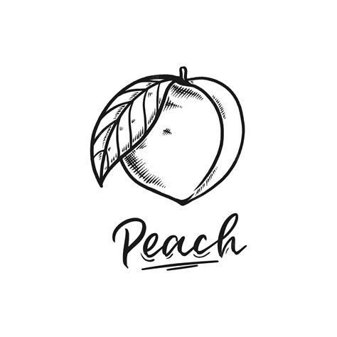 Premium Vector Peach Fruit Doodle Set Hand Drawn Illustration