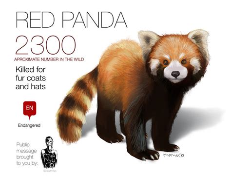 Red Panda Graphic Feel Free To Share By Memuco On Deviantart